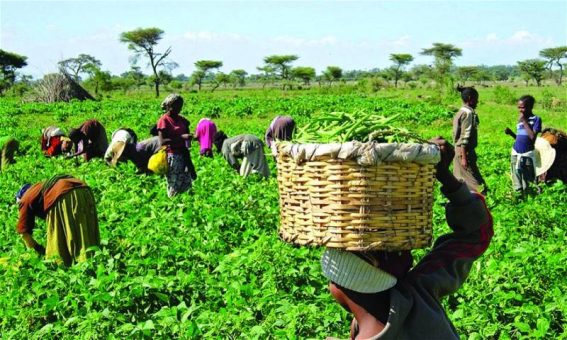 Africa’s food imports harm small farmers and growth