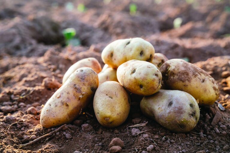Potato farming boosts community, but market struggles persist