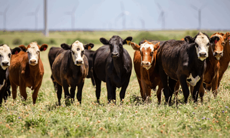 TN Livestock flips cows into cash