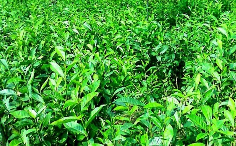 Tea market sees steady demand despite lower loose tea activity