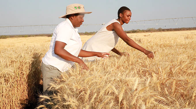 Wheat production ensures stable bread prices