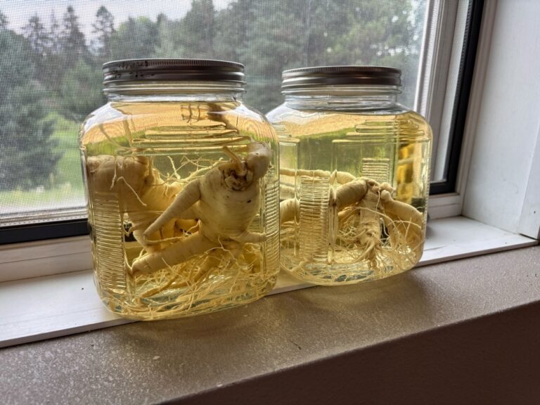 Wisconsin ginseng growers squeezed by China tariffs