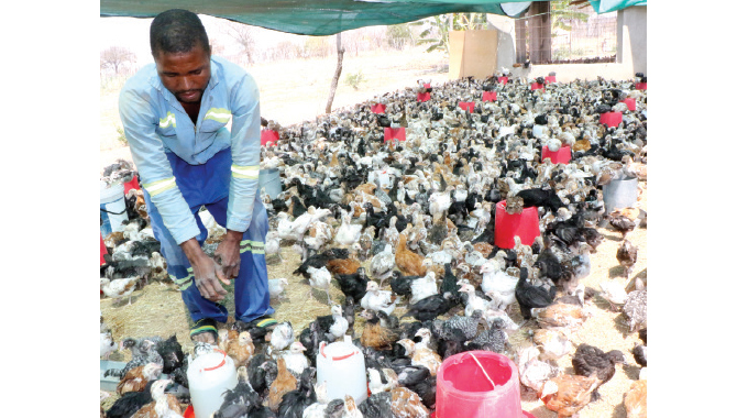 ZFRPA marks decade in poultry with 4.5m chicks