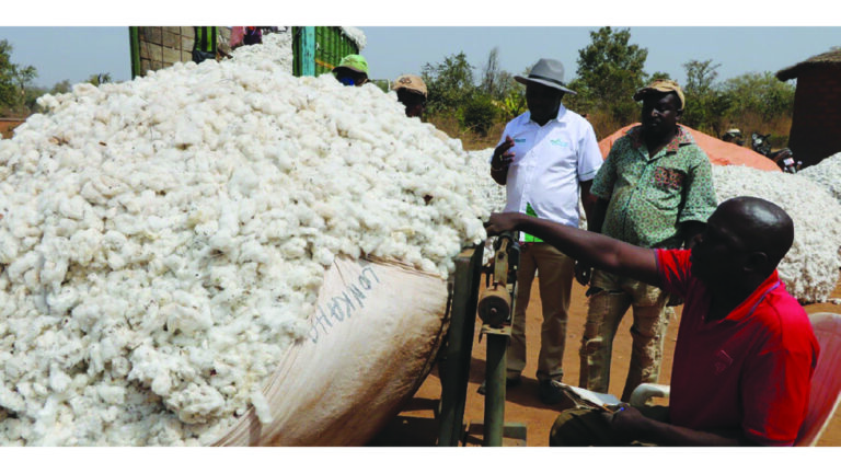 Zimbabwe eyes 575 percent cotton surge for 2025