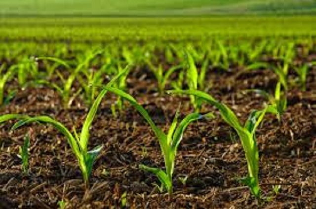 Zimbabwe faces toxic crop scare, Shumba warns