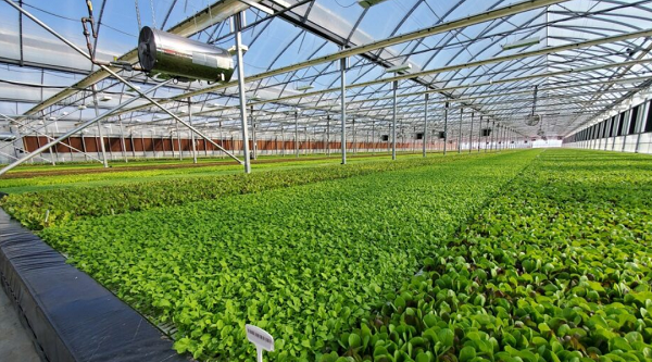 Experts urge mechanised farming to tackle food crisis in Africa