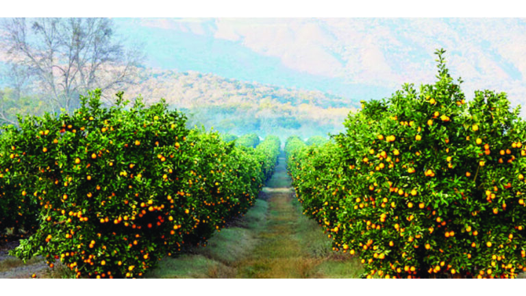 Horticulture sector attracts global investors to Zimbabwe