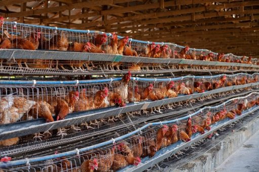 Kaduna, China to launch $450 million poultry project