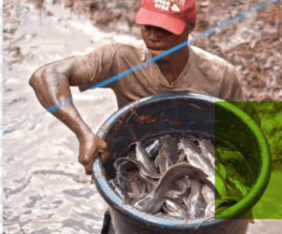 Lagos upgrades fisheries data for exports