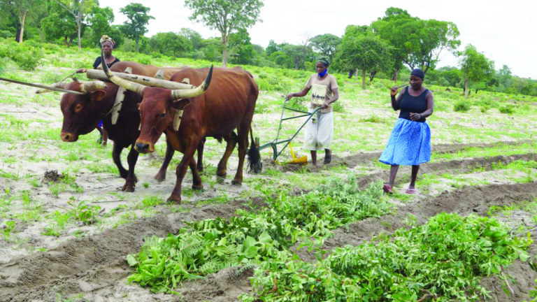 Locust crisis grips Zambezi, farmers left reeling