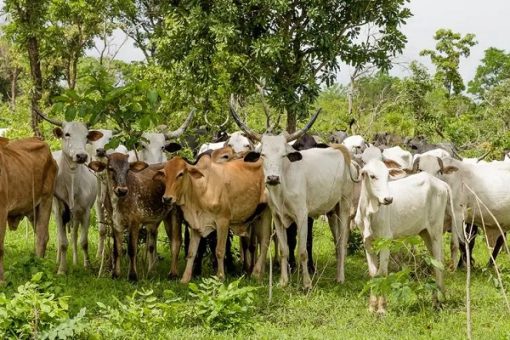 Nigeria targets $94b from livestock by 2030
