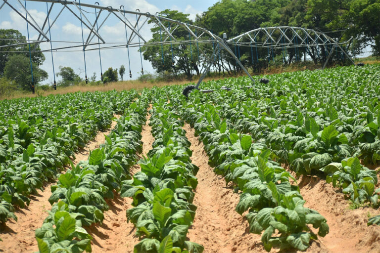 Tobacco glut leaves small farmers on the ropes