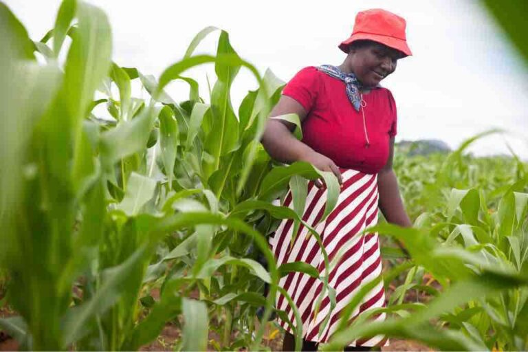 V30 Accelerator Model hailed as key to rural transformation in Zimbabwe