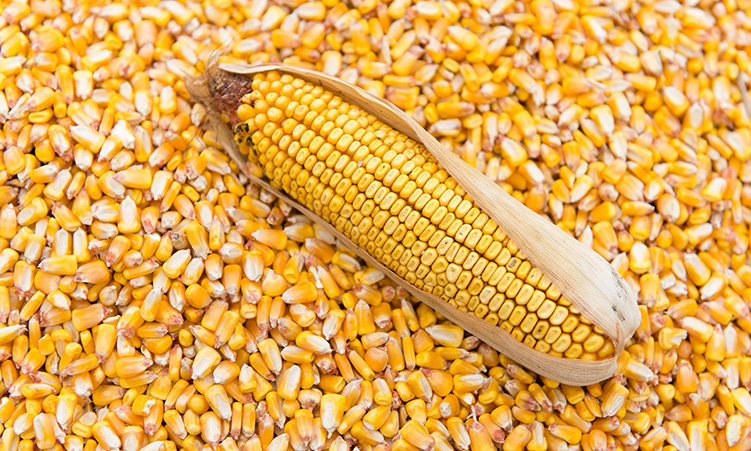 Windhoek has lowest maize meal prices, zone 3 highest in Namibia